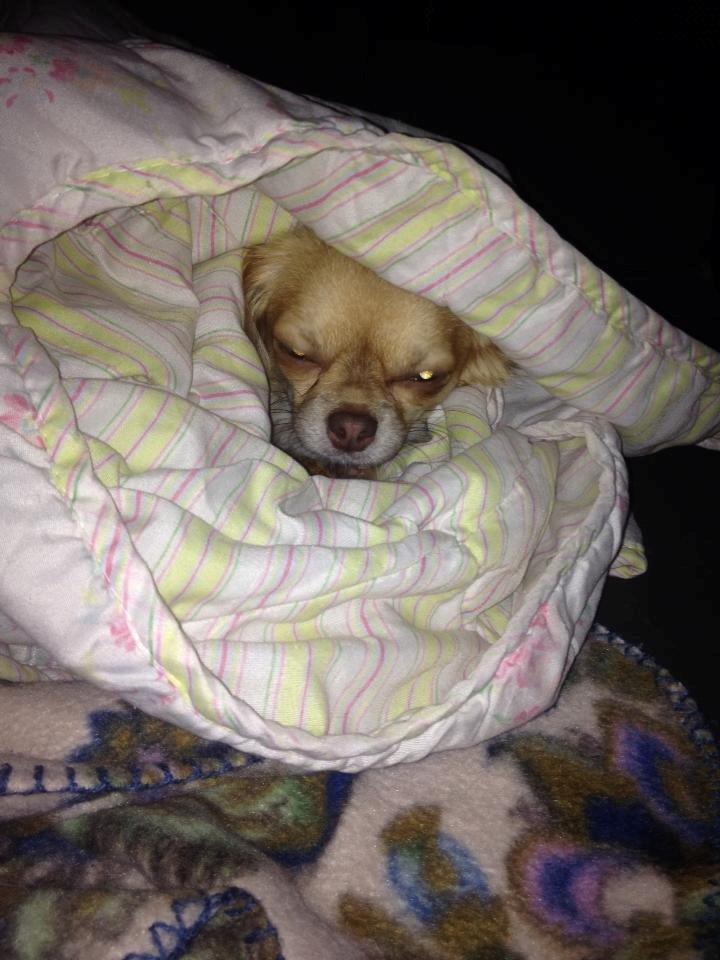 Chihuahua Sweet Chihuahuas Princess Funny billede 2