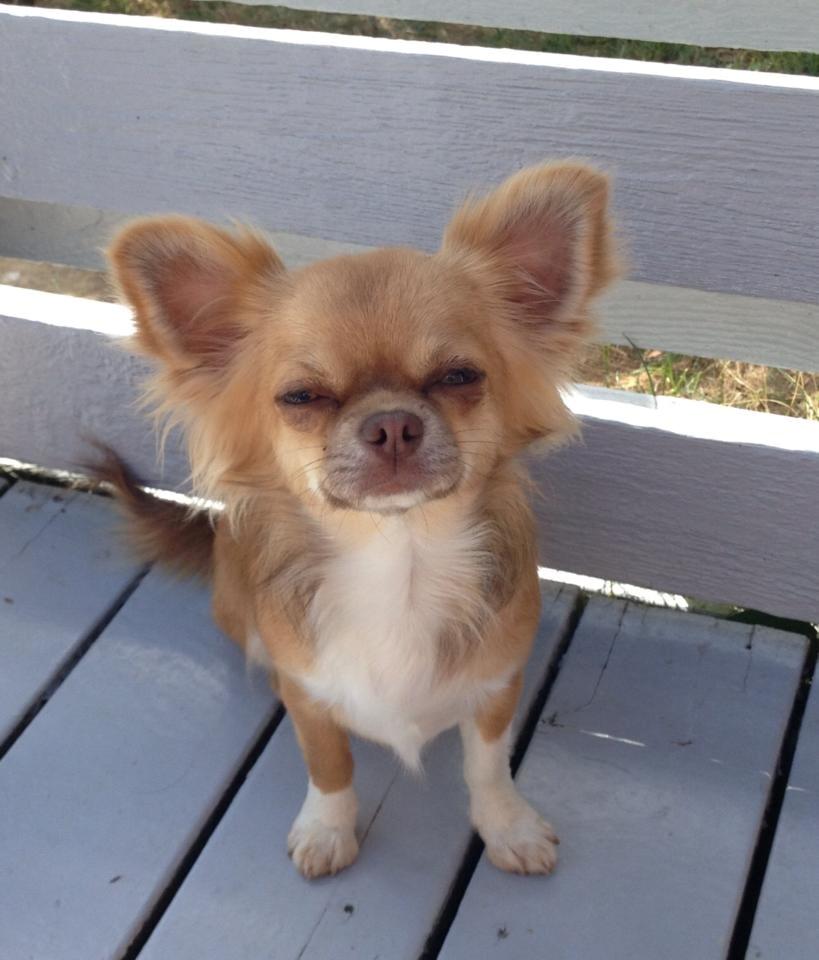 Chihuahua Sweet Chihuahuas Princess Funny billede 1