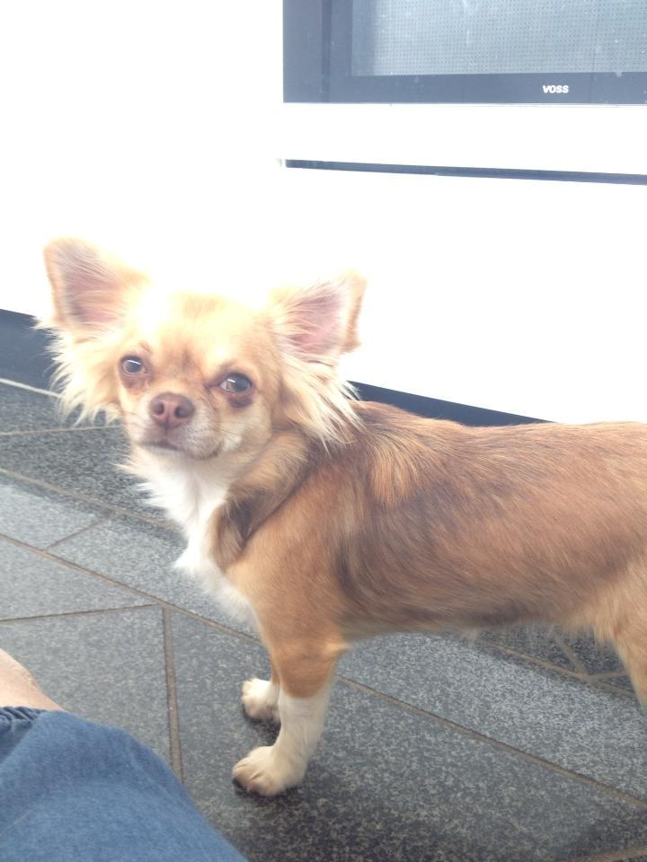 Chihuahua Sweet Chihuahuas Princess Funny billede 4