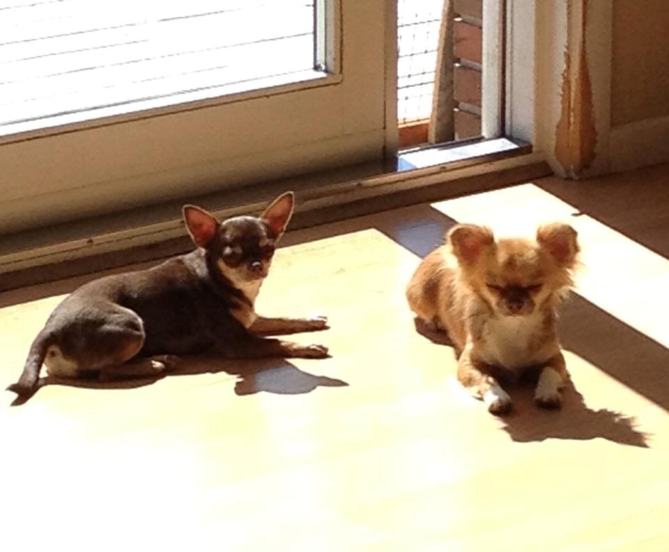 Chihuahua Sweet Chihuahuas Princess Funny billede 5