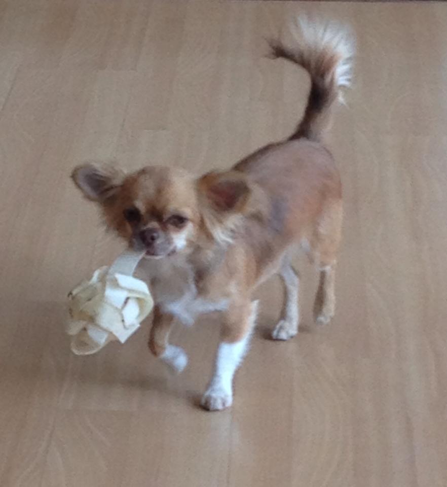 Chihuahua Sweet Chihuahuas Princess Funny billede 6