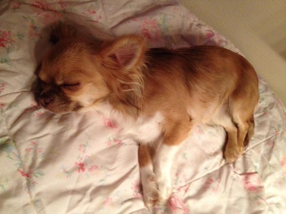 Chihuahua Sweet Chihuahuas Princess Funny billede 7