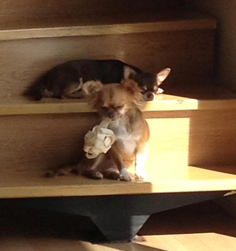 Chihuahua Sweet Chihuahuas Princess Funny billede 8