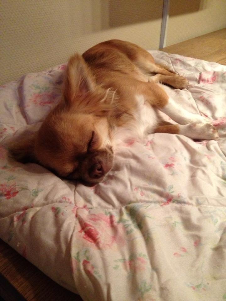 Chihuahua Sweet Chihuahuas Princess Funny billede 9