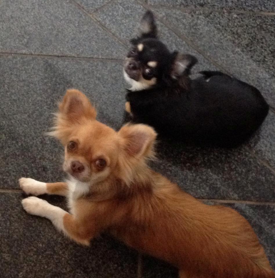 Chihuahua Sweet Chihuahuas Princess Funny billede 10