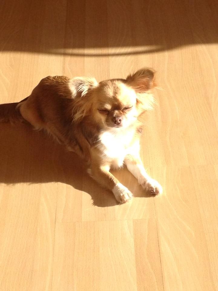 Chihuahua Sweet Chihuahuas Princess Funny billede 11