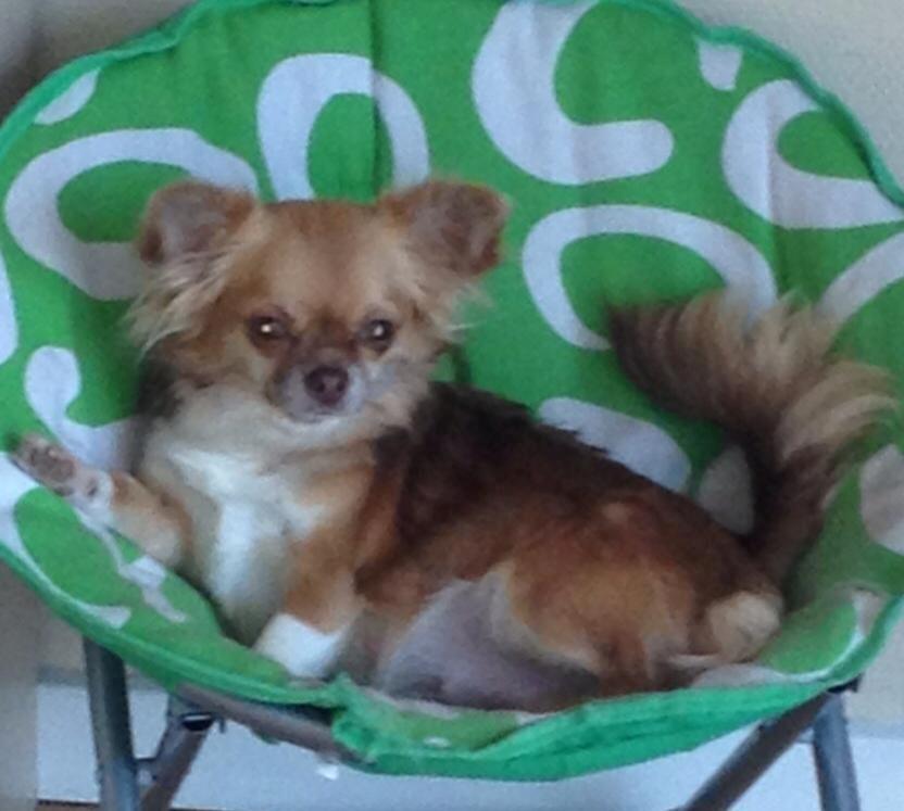 Chihuahua Sweet Chihuahuas Princess Funny billede 12