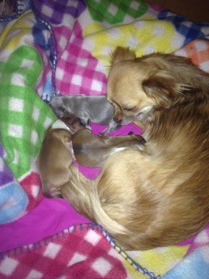 Chihuahua Sweet Chihuahuas Princess Funny billede 13