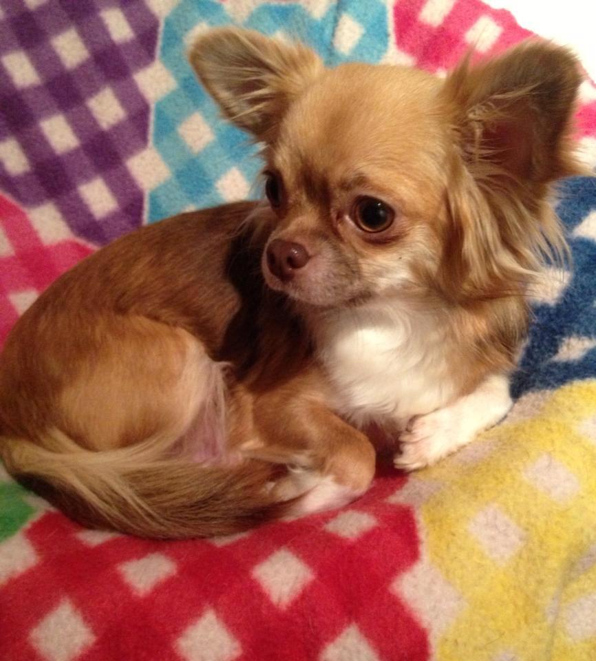 Chihuahua Sweet Chihuahuas Princess Funny billede 14