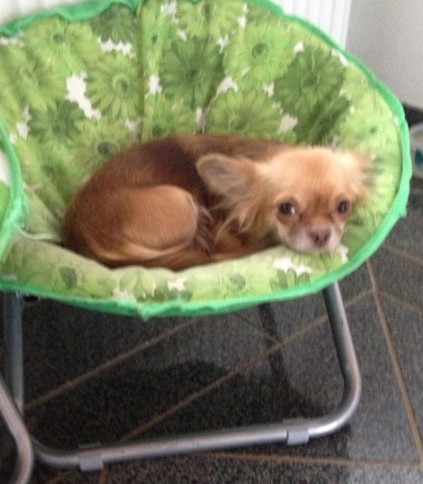 Chihuahua Sweet Chihuahuas Princess Funny billede 15