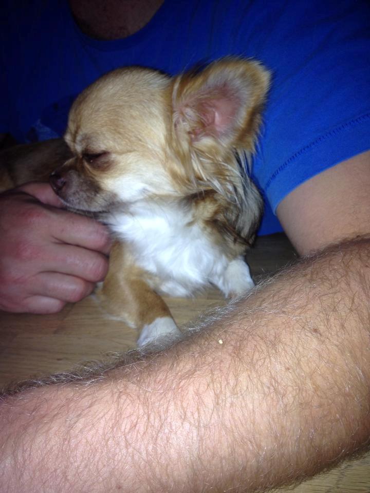 Chihuahua Sweet Chihuahuas Princess Funny billede 3