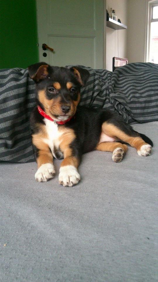 Blanding af racer reba billede 1