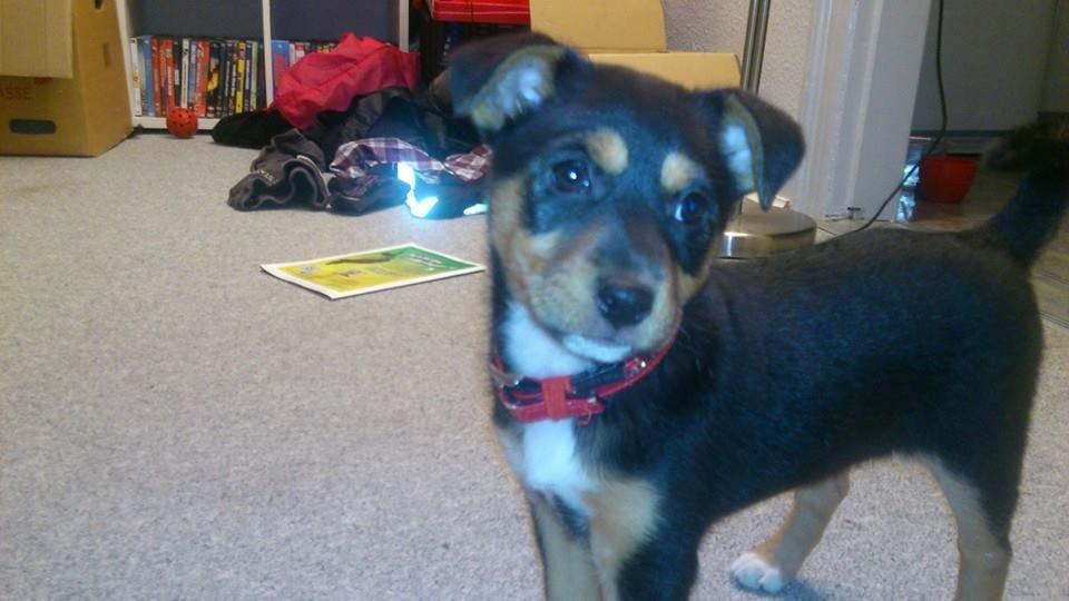 Blanding af racer reba billede 3