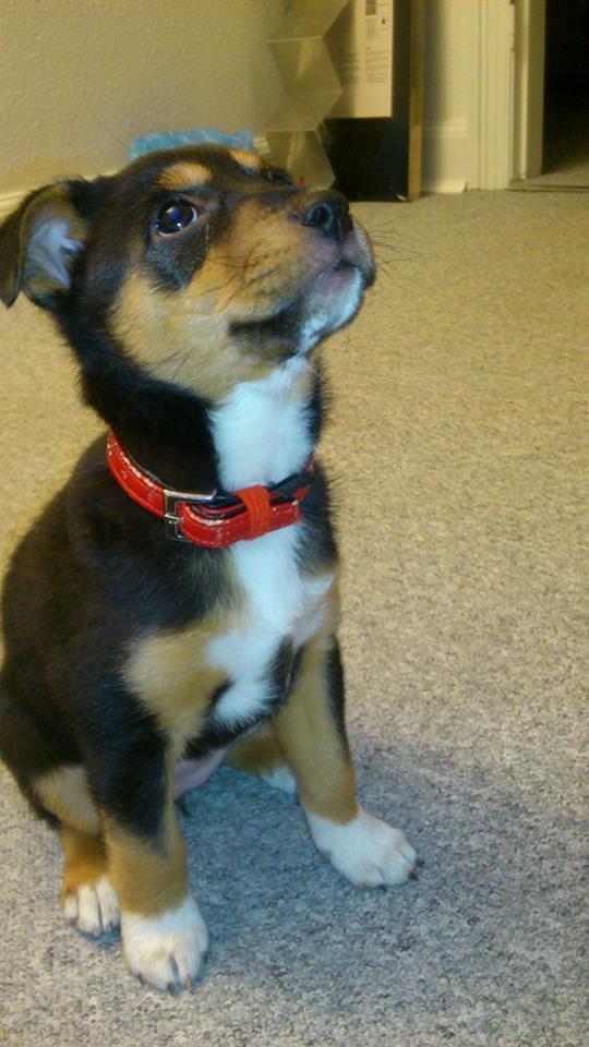 Blanding af racer reba billede 5