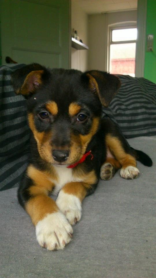 Blanding af racer reba billede 7