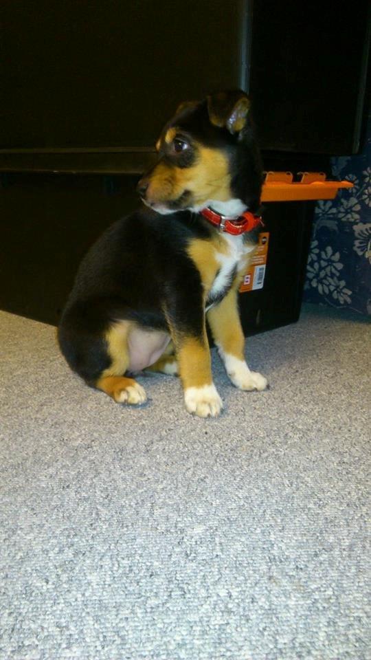 Blanding af racer reba billede 6