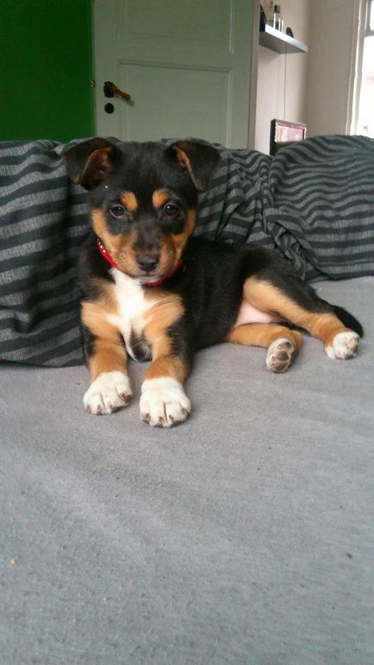 Blanding af racer reba billede 8