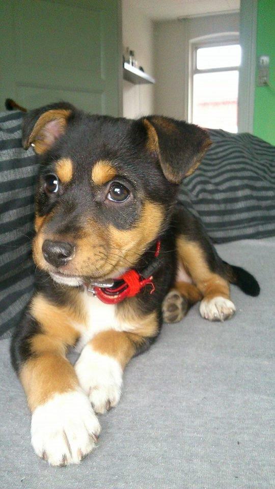 Blanding af racer reba billede 4