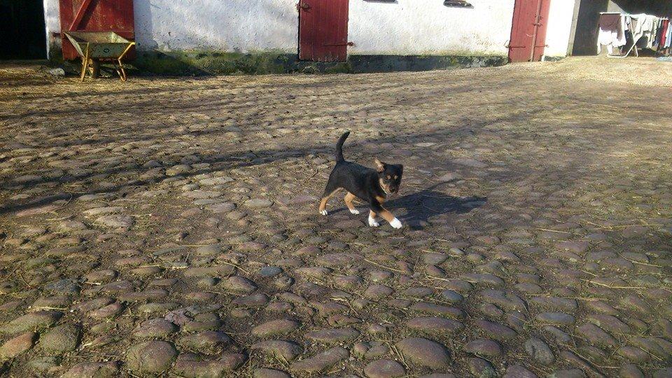 Blanding af racer reba billede 12