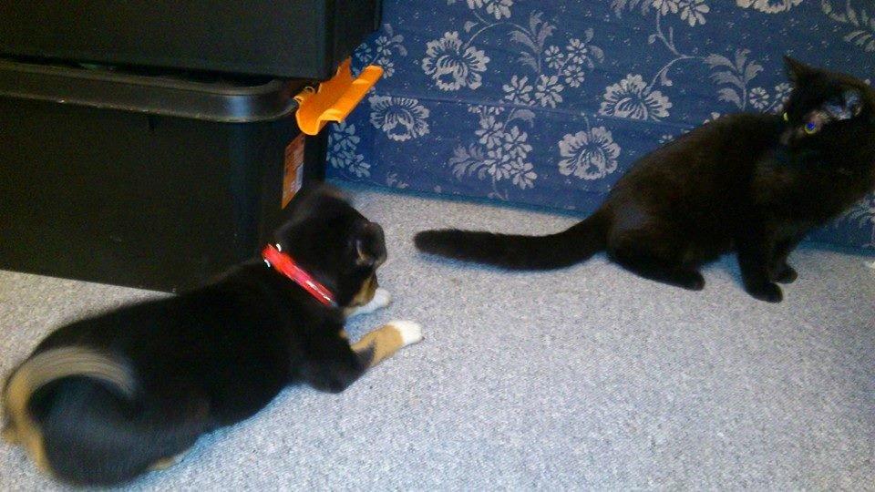 Blanding af racer reba billede 13