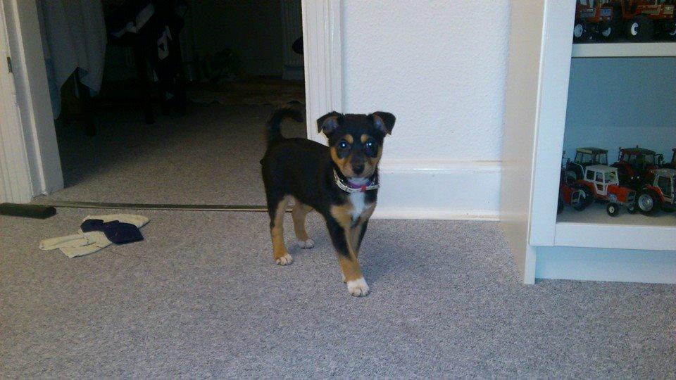 Blanding af racer reba billede 14