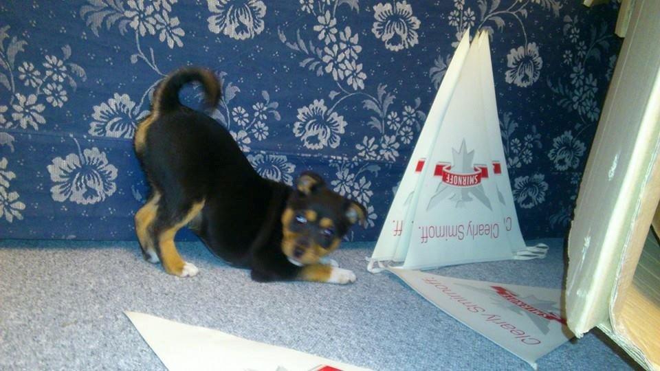 Blanding af racer reba billede 15