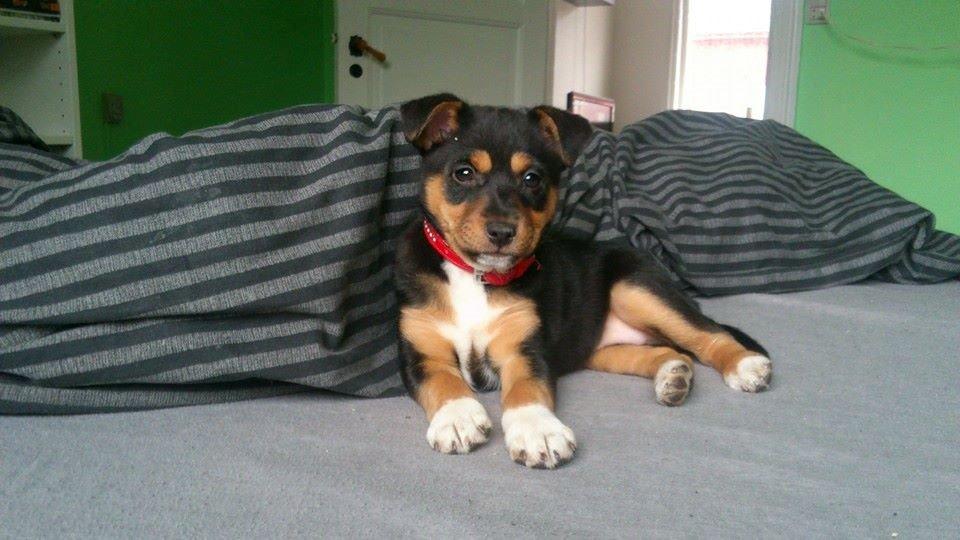 Blanding af racer reba billede 10