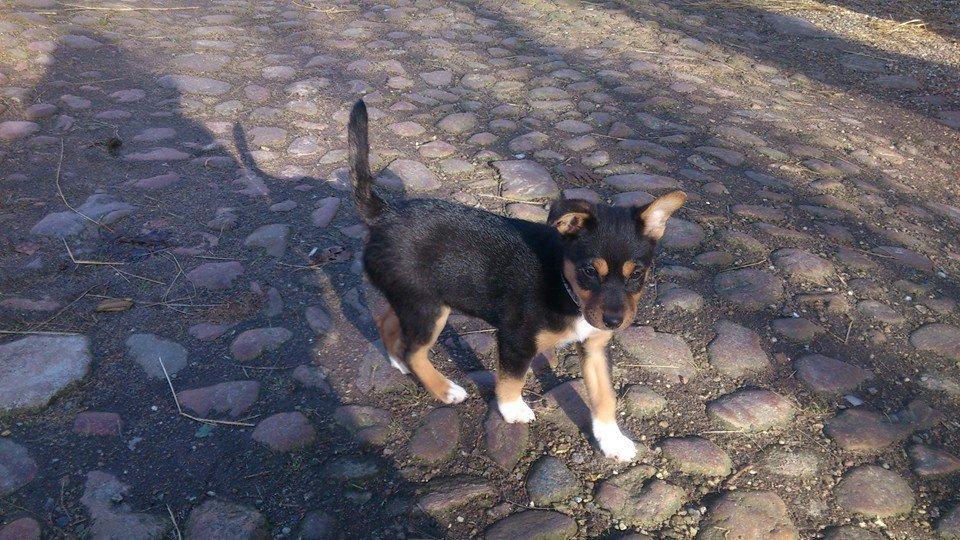 Blanding af racer reba billede 9