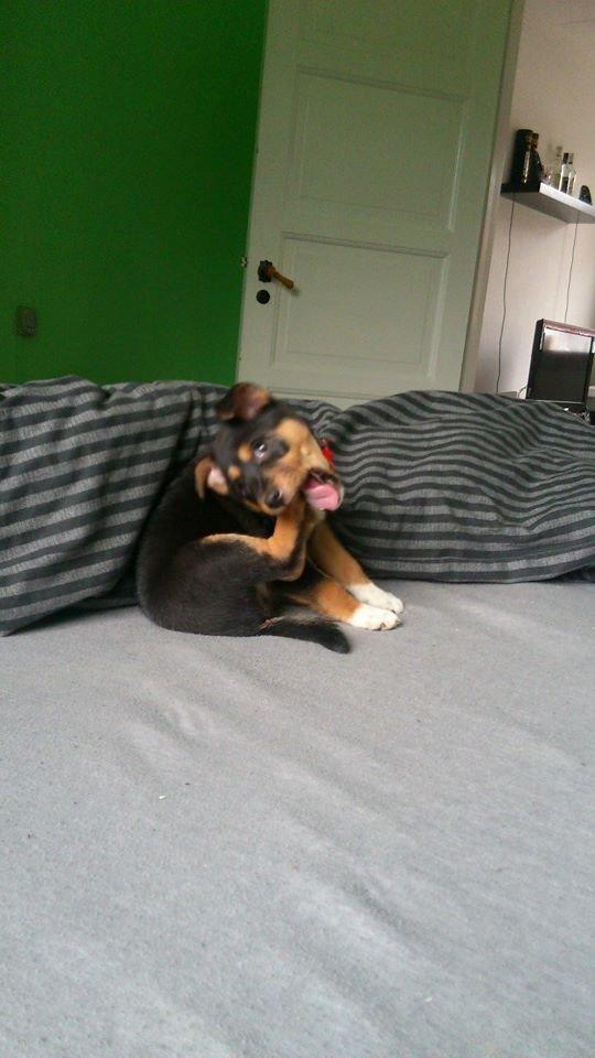 Blanding af racer reba billede 2