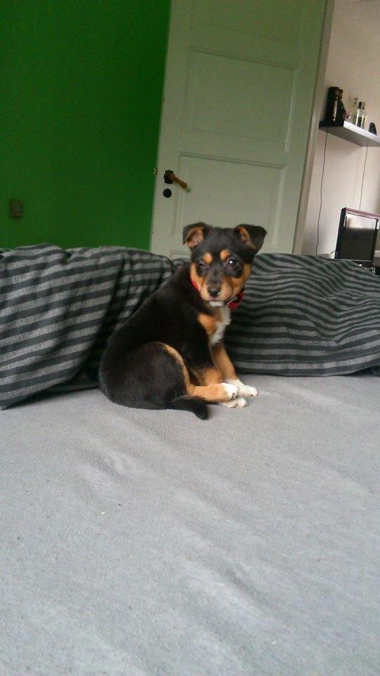 Blanding af racer reba billede 17