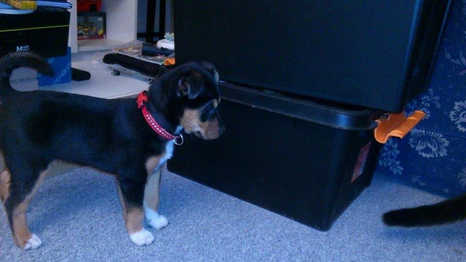 Blanding af racer reba billede 18