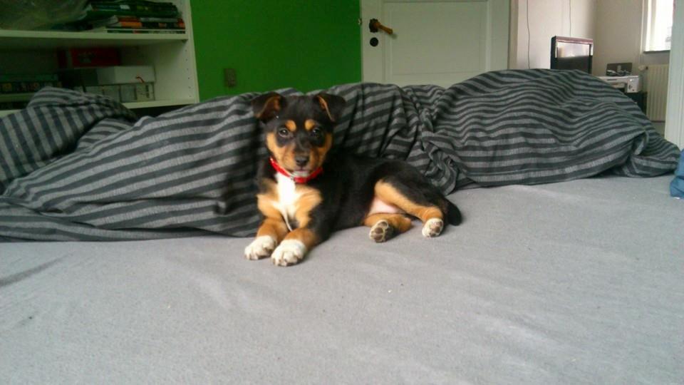 Blanding af racer reba billede 16