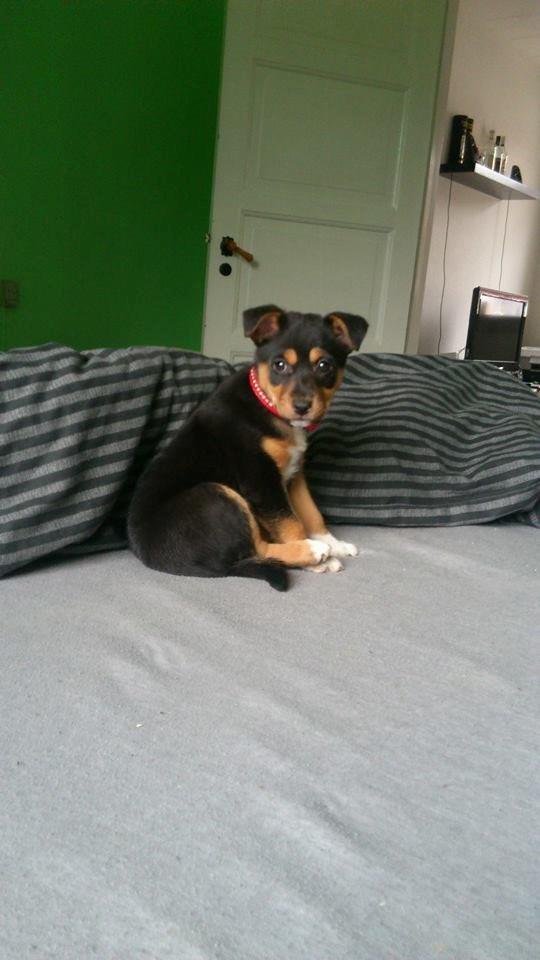 Blanding af racer reba billede 19