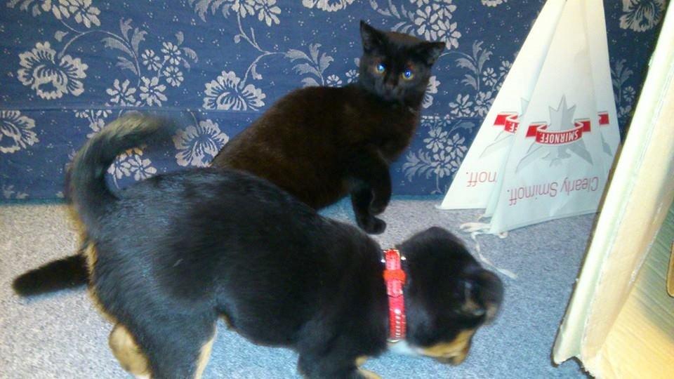 Blanding af racer reba billede 20