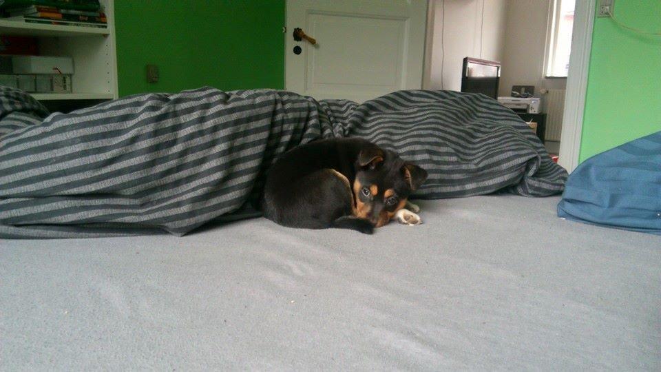 Blanding af racer reba billede 21