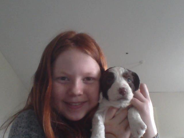 Field Trial spaniel Laban tidliger hund - Han er så nuttet<3 billede 2