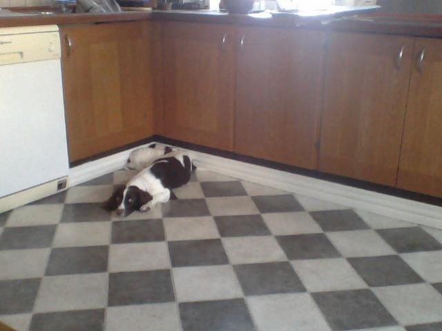 Field Trial spaniel Laban tidliger hund - Mor sover med billede 9