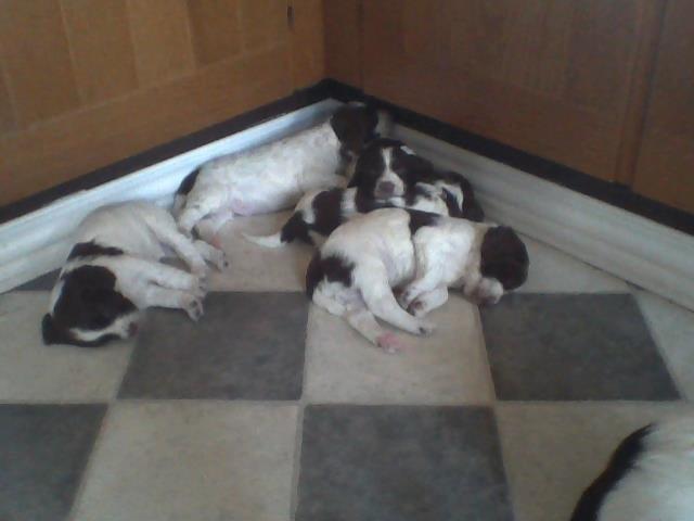 Field Trial spaniel Laban tidliger hund - De sovetryner:) billede 10