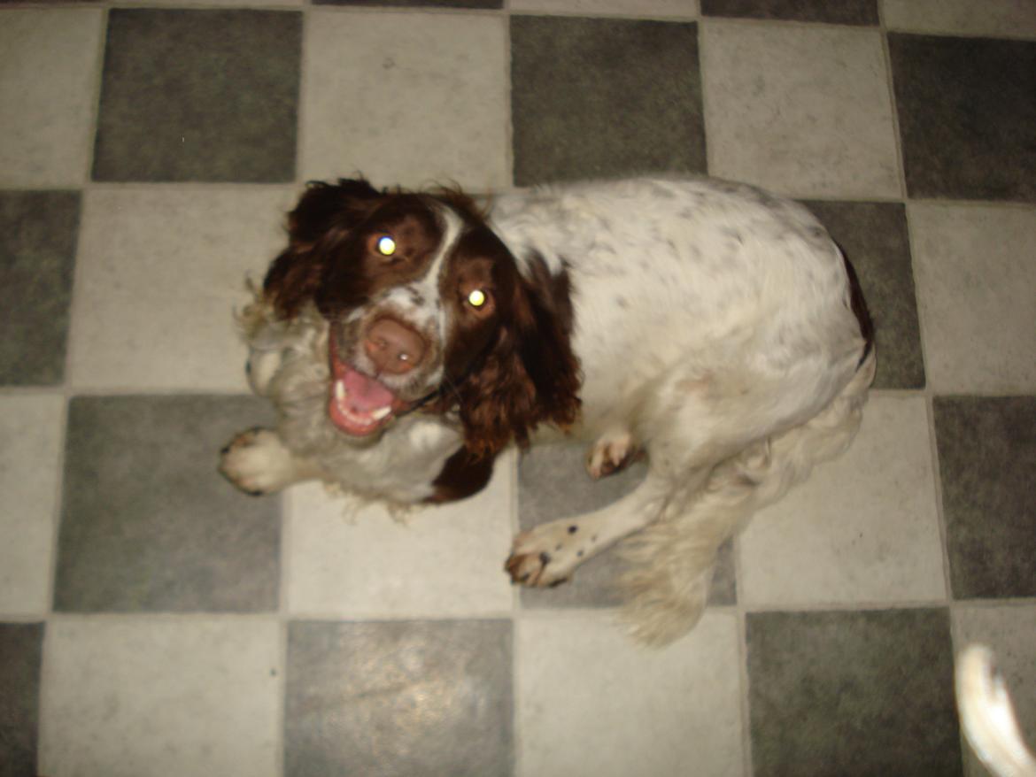 Field Trial spaniel Laban tidliger hund - Smiil! Ludvig igen billede 12