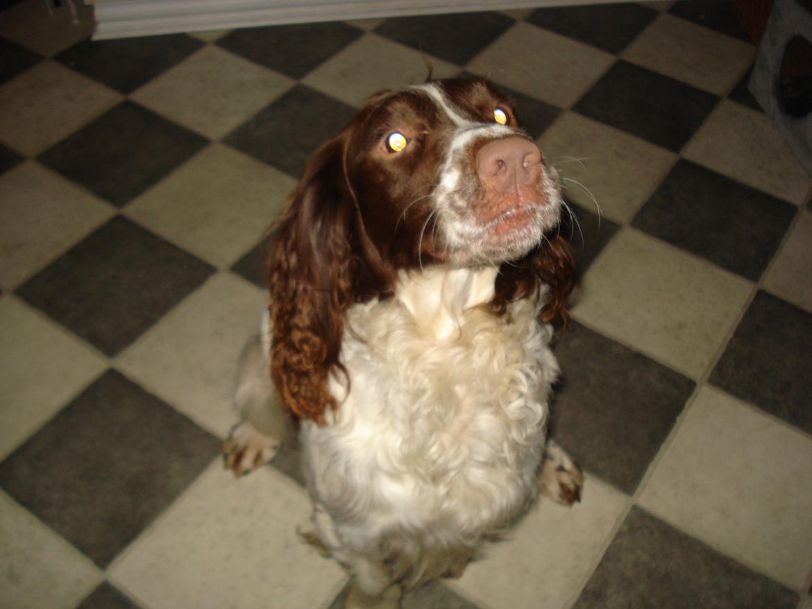 Field Trial spaniel Laban tidliger hund - Ludvig er virkelig lækker(Labans far) billede 11