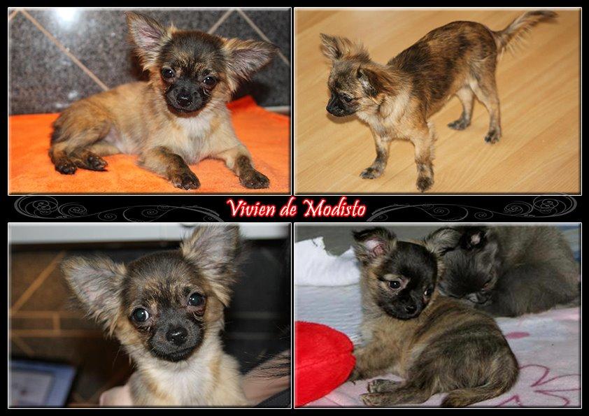 Chihuahua Vivien del Modisto billede 1