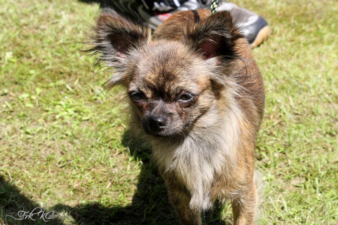 Chihuahua Vivien del Modisto billede 2