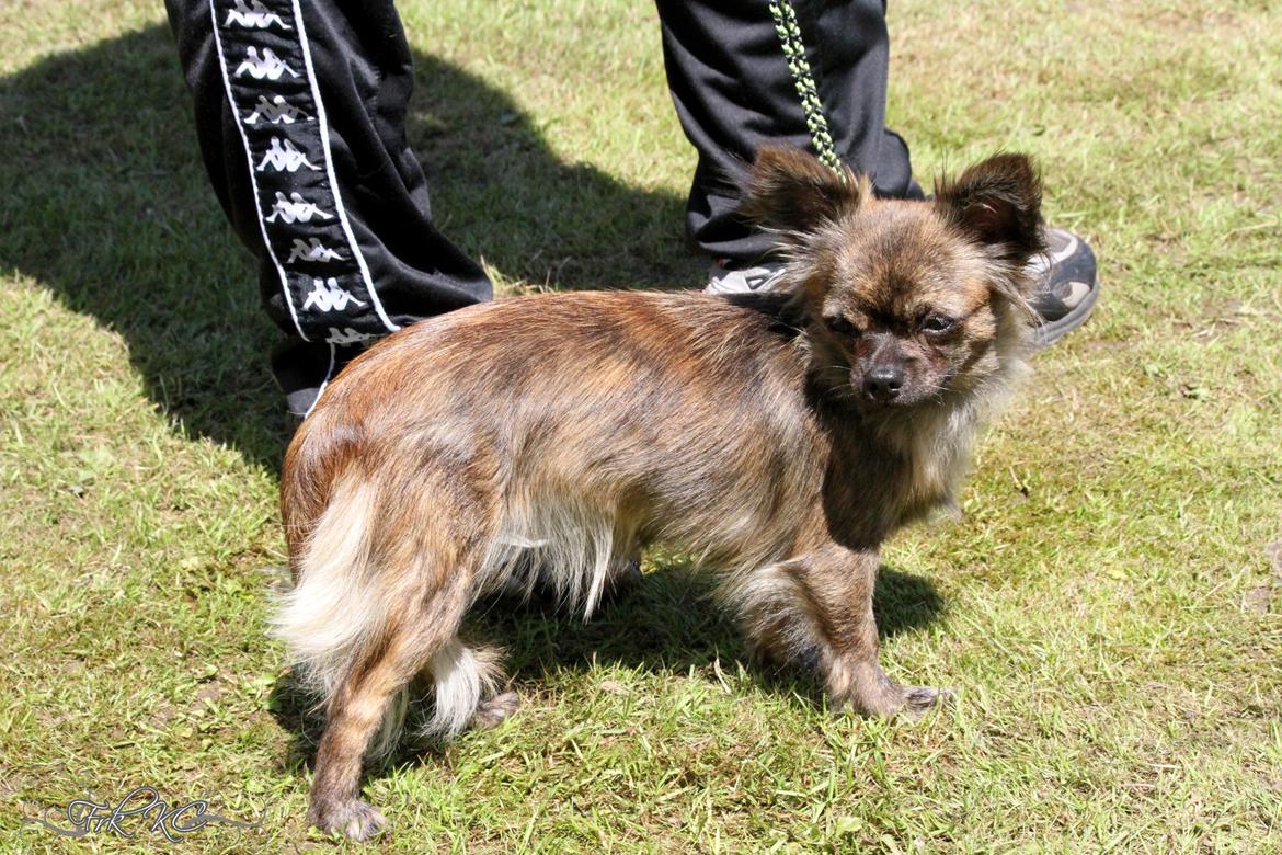 Chihuahua Vivien del Modisto billede 4