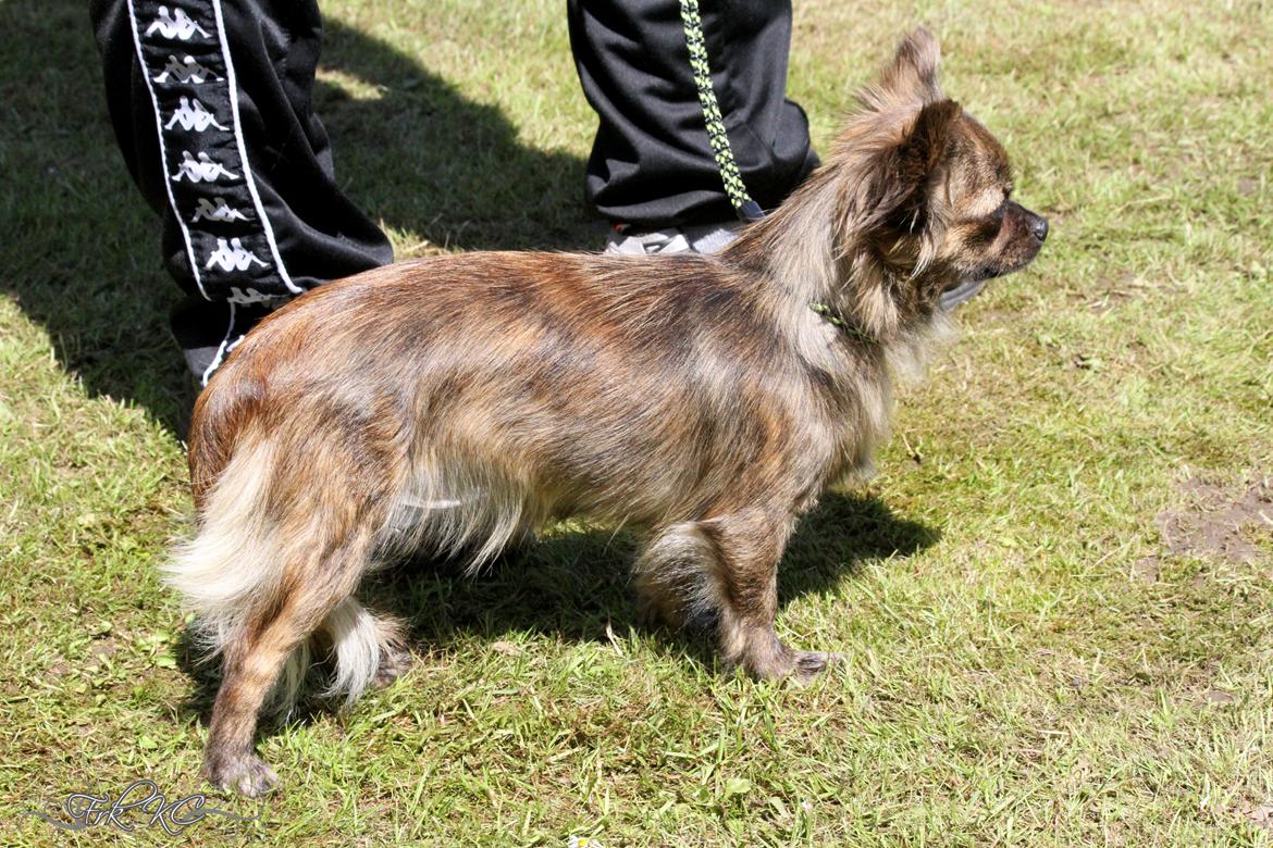 Chihuahua Vivien del Modisto billede 5