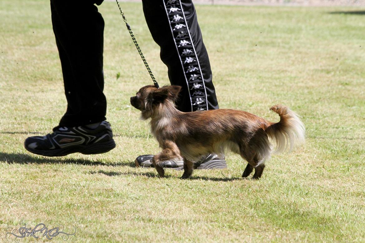 Chihuahua Vivien del Modisto billede 6