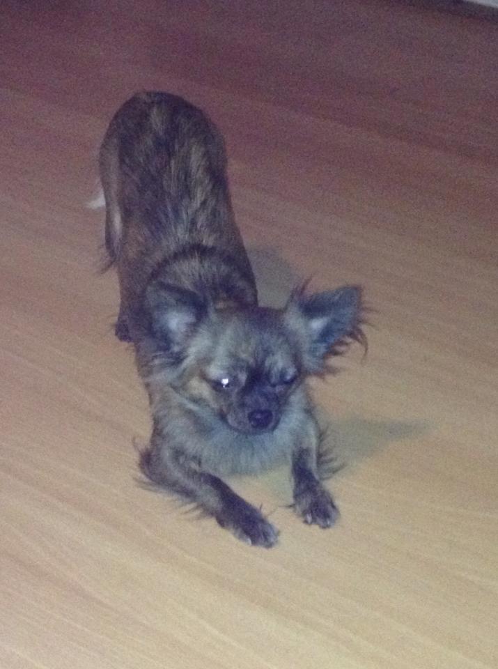 Chihuahua Vivien del Modisto billede 9