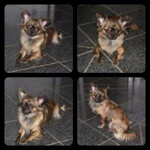 Chihuahua Vivien del Modisto billede 10