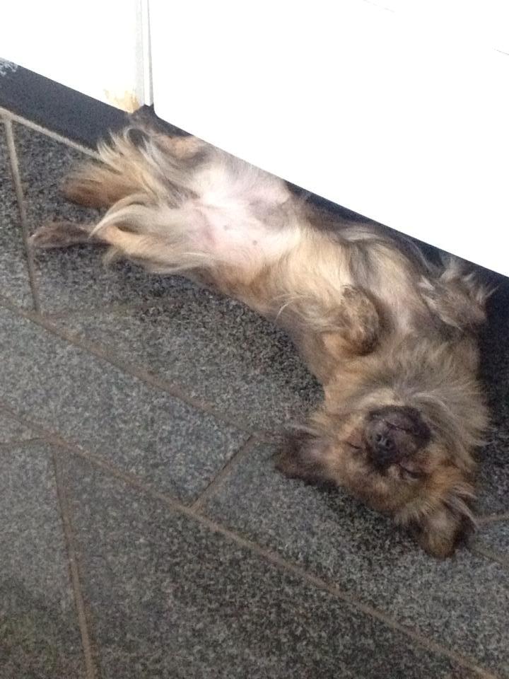 Chihuahua Vivien del Modisto billede 11