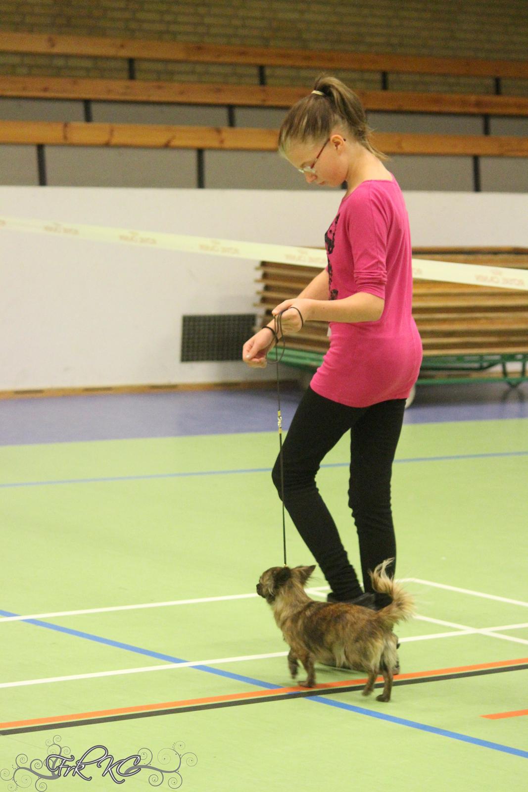 Chihuahua Vivien del Modisto billede 12