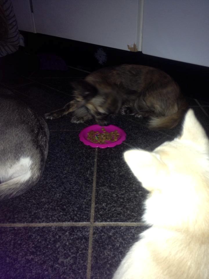 Chihuahua Vivien del Modisto billede 7